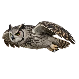 Verreaux’s Eagle-Owl, in flight