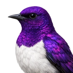 Violet-backed Starling, profile