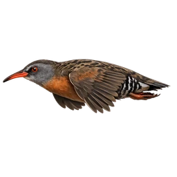 Virginia Rail, in flight