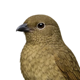 Vogelkop Bowerbird, profile