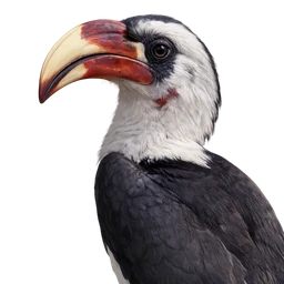 Von der Decken’s Hornbill, profile