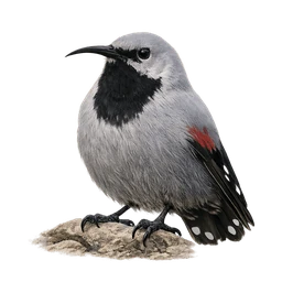 Wallcreeper, a legendary bird in Roost