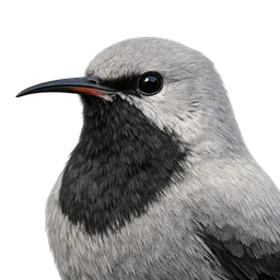Wallcreeper, profile
