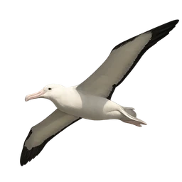 Wandering Albatross, in flight