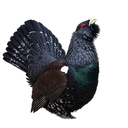 Western Capercaillie, profile