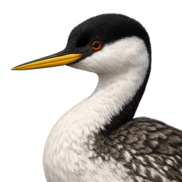 Western Grebe, profile