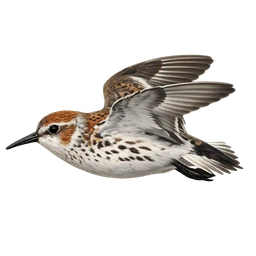 Western Sandpiper, in flight