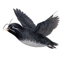 Whiskered Auklet, in flight
