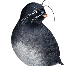 Whiskered Auklet, profile