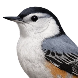 White-breasted Nuthatch, profile