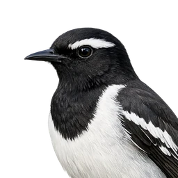 White-browed Wagtail, profile
