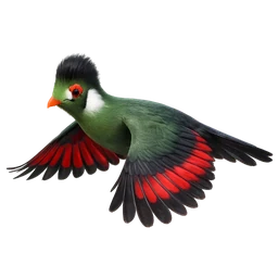 White-cheeked Turaco, in flight