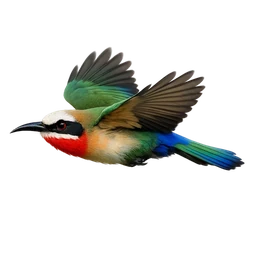 White-fronted Bee-eater, in flight