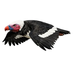 White-headed Vulture, in flight