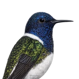 White-necked Jacobin, profile
