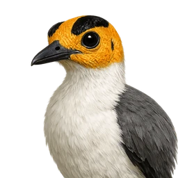 White-necked Rockfowl, profile