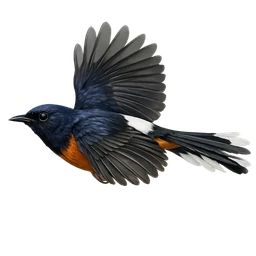 White-rumped Shama, in flight
