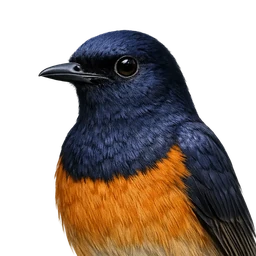 White-rumped Shama, profile