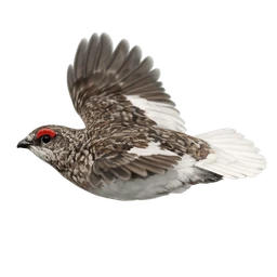 White-tailed Ptarmigan, in flight