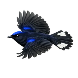 White-tailed Robin, in flight