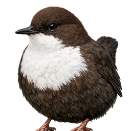 White-throated Dipper, profile