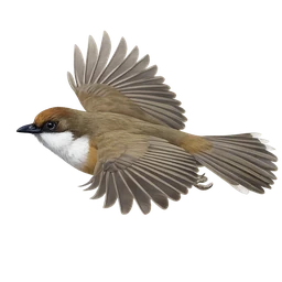 White-throated Laughingthrush, in flight