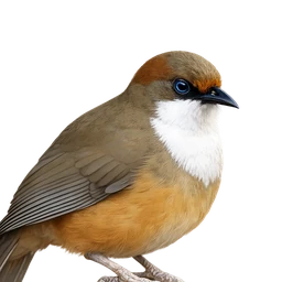 White-throated Laughingthrush, profile