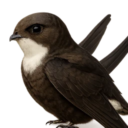 White-throated Needletail, profile