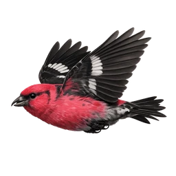 White-winged Crossbill, in flight