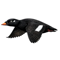 White-winged Scoter, in flight