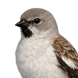White-winged Snowfinch, profile