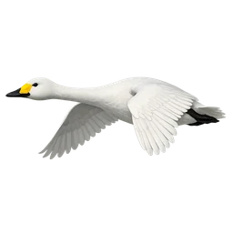 Whooper Swan, in flight