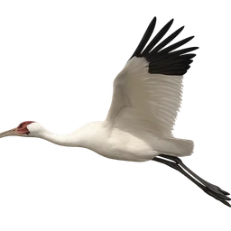 Whooping Crane, in flight