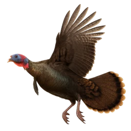 Wild Turkey, in flight