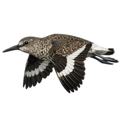 Willet, in flight