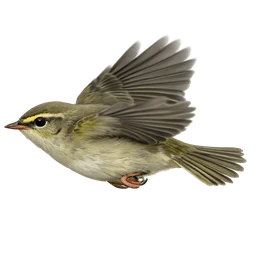 Willow Warbler, in flight