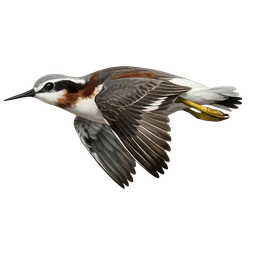 Wilson's Phalarope, in flight