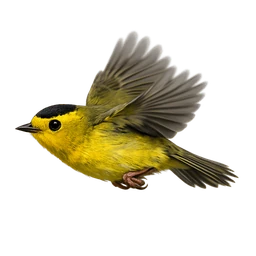 Wilson's Warbler, in flight