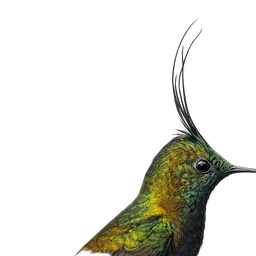 Wire-crested Thorntail, profile