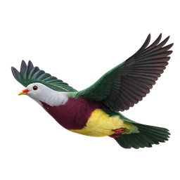 Wompoo Fruit-Dove, in flight