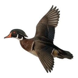 Wood Duck, in flight