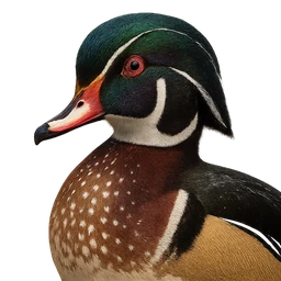 Wood Duck, profile