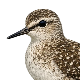 Wood Sandpiper, profile