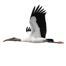 Wood Stork, in flight