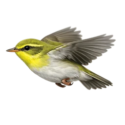 Wood Warbler, in flight