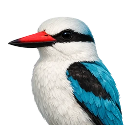 Woodland Kingfisher, profile