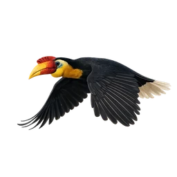 Wrinkled Hornbill, in flight