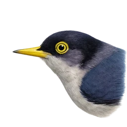 Yellow-billed Nuthatch, profile