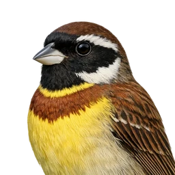 Yellow-breasted Bunting, profile