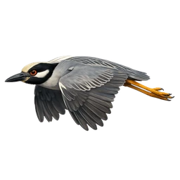 Yellow-crowned Night-Heron, in flight